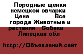 Породные щенки немецкой овчарки › Цена ­ 24 000 - Все города Животные и растения » Собаки   . Липецкая обл.